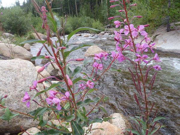 Streamside Flowers