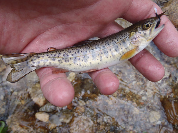 Small Roaring River Cutthroat