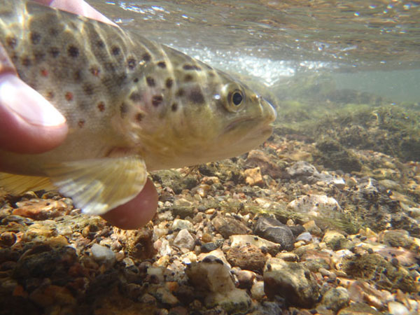 Tenkara Spring Creek Fishing