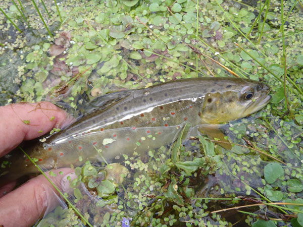 Tenkara Spring Creek Fishing