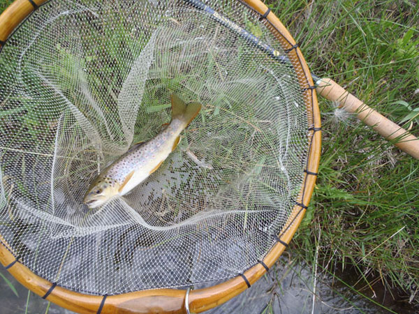 Tenkara Spring Creek Fishing