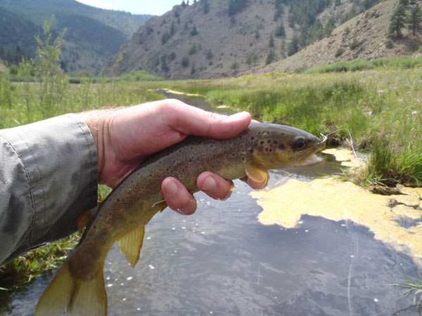 Tenkara Spring Creek Fishing