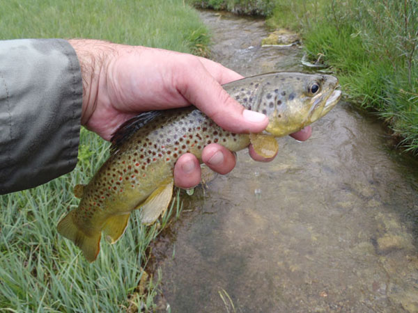 Tenkara Spring Creek Fishing