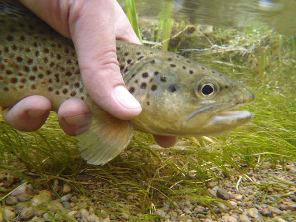 Tenkara Spring Creek Fishing