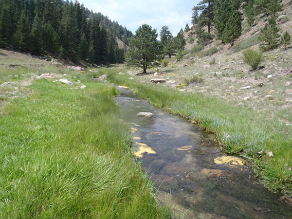 Tenkara Spring Creek Fishing