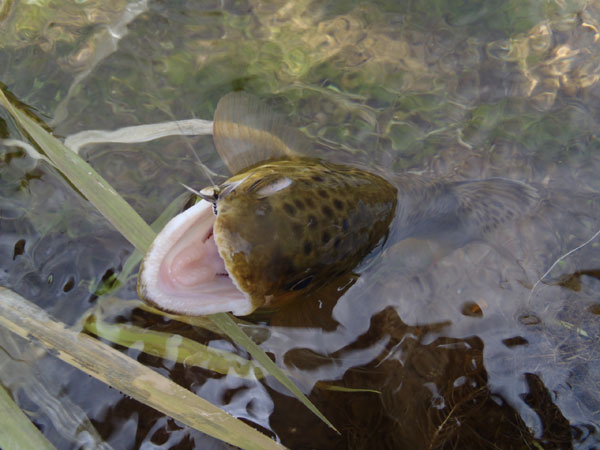 Brown trout on a sakasa kebari