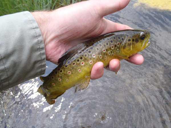 Tenkara Spring Creek Fishing