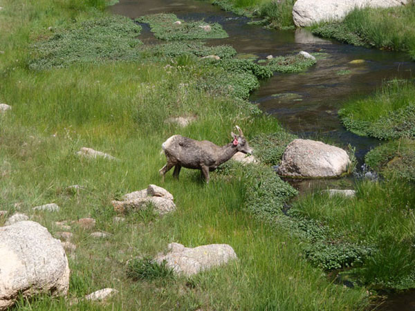 Big Horn Sheep