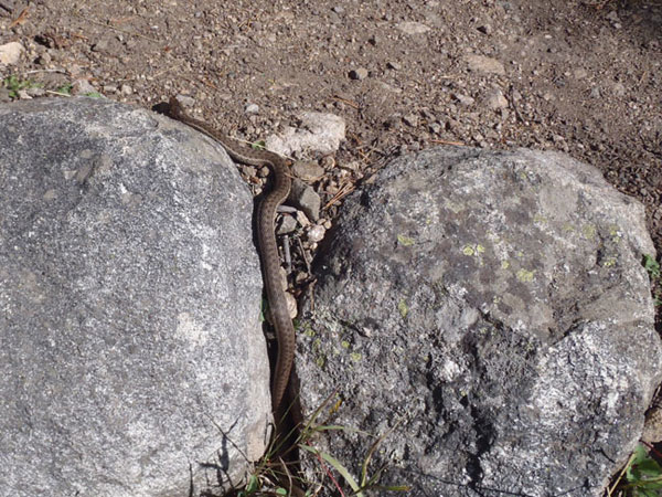 Garter Snake