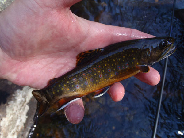 Tenkara Brook Trout