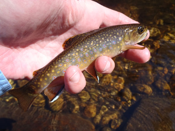 Tenkara Brook Trout