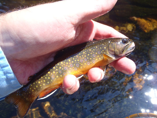 Tenkara Brook Trout