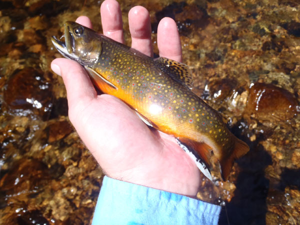 Tenkara Brook Trout