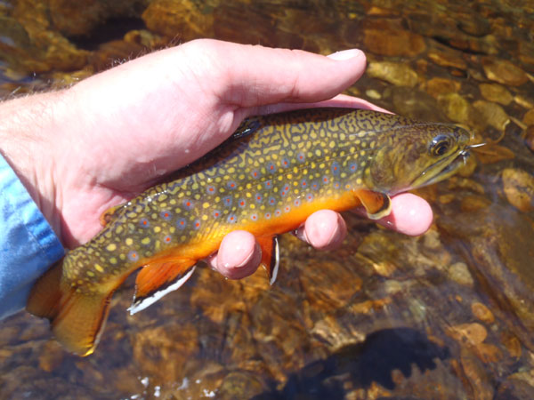 Tenkara Caught Brook Trout