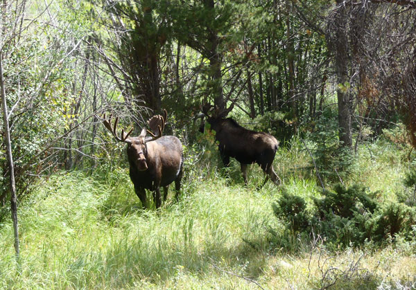 Moose in Rocky Mountain National Park