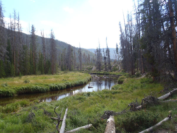 North Inlet Creek in the Meadow