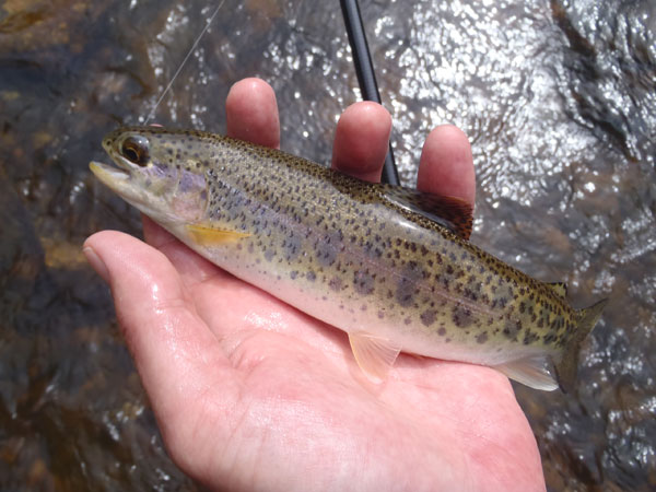 Rainbow on Bear Creek