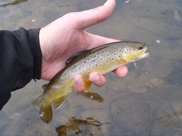 Bear Creek Brown Trout