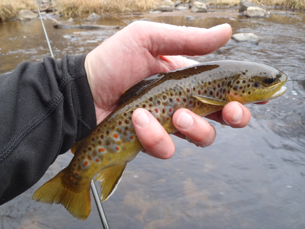 Bear Creek Brown Trout