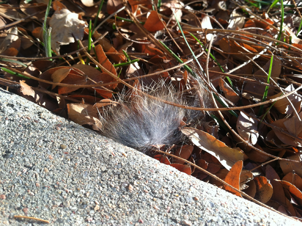 Rabbit fur I found outside my office