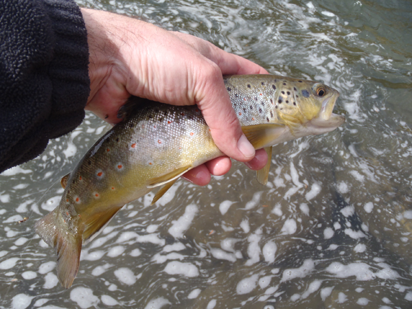 My First Fish on the Tenkara no Oni Rod