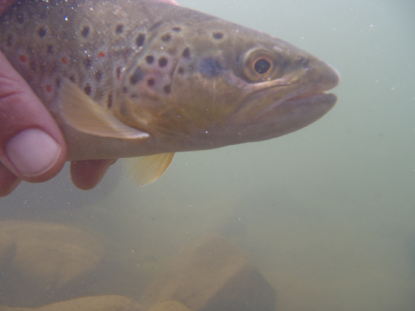 Clear Creek Brown Trout Underwater