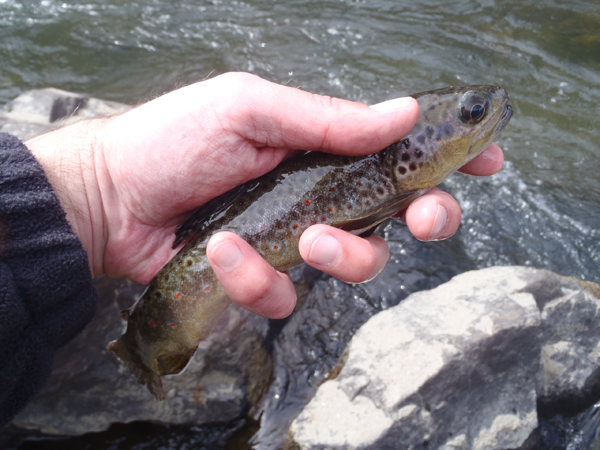 Clear Creek Brown Trout