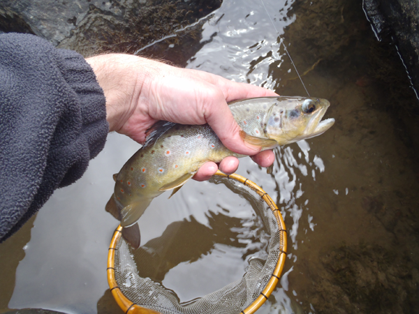 Clear Creek Brown Trout