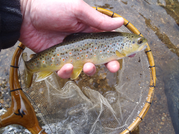 Clear Creek Brown and Tenkara USA Tamo