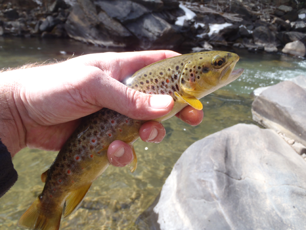 Clear Creek Brown Trout