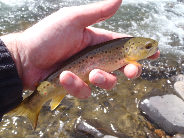 Clear Creek Brown Trout