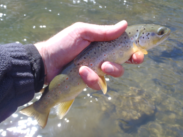 Clear Creek Brown Trout