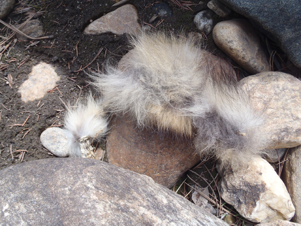 Unidentified Fur