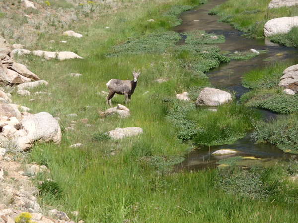 Tenkara in Meadow Streams