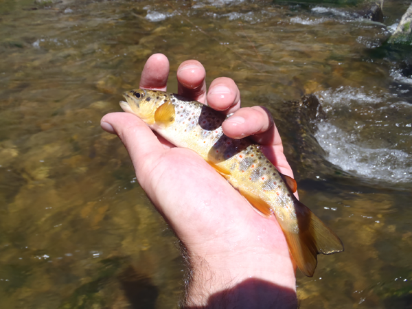 Boulder Creek Brown Trout