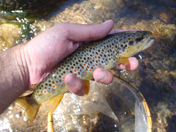 Boulder Creek Brown Trout