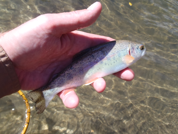 Clear creek rainbow trout