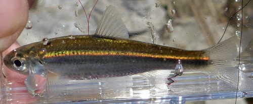 Duskystripe Shiner caught on microfishing tackle