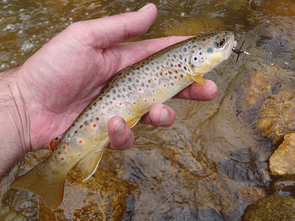 Tenkara Trout