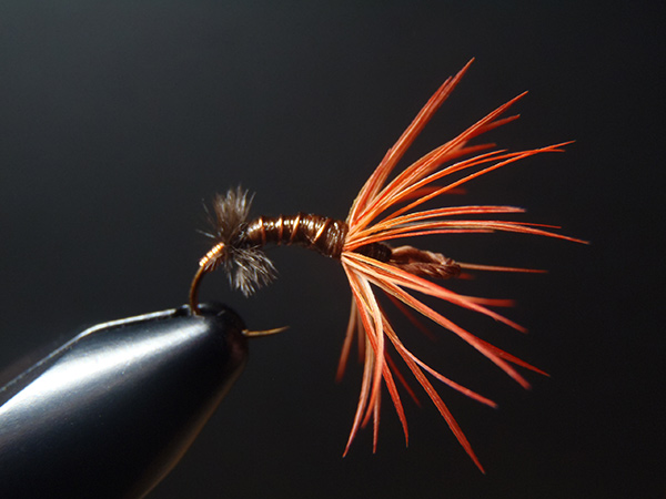 Orange parrot hackle sakasa kebari