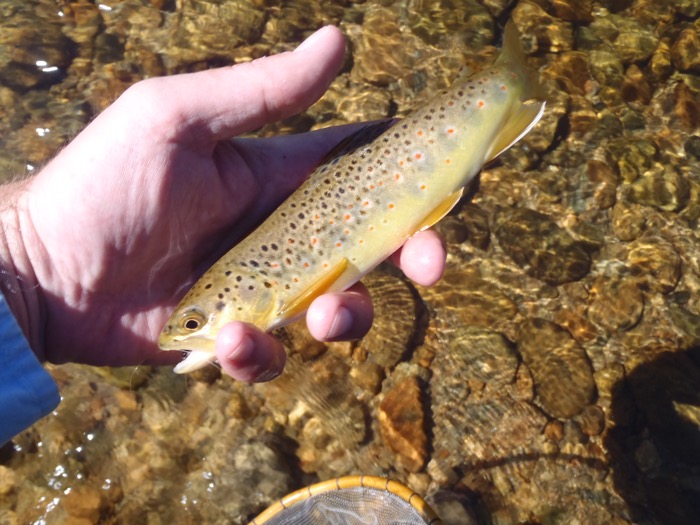 Moraine Park Brown Trout