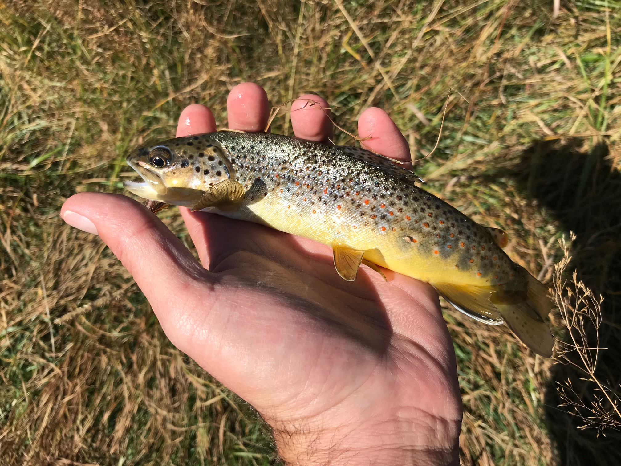 Big Thompson Brown Trout