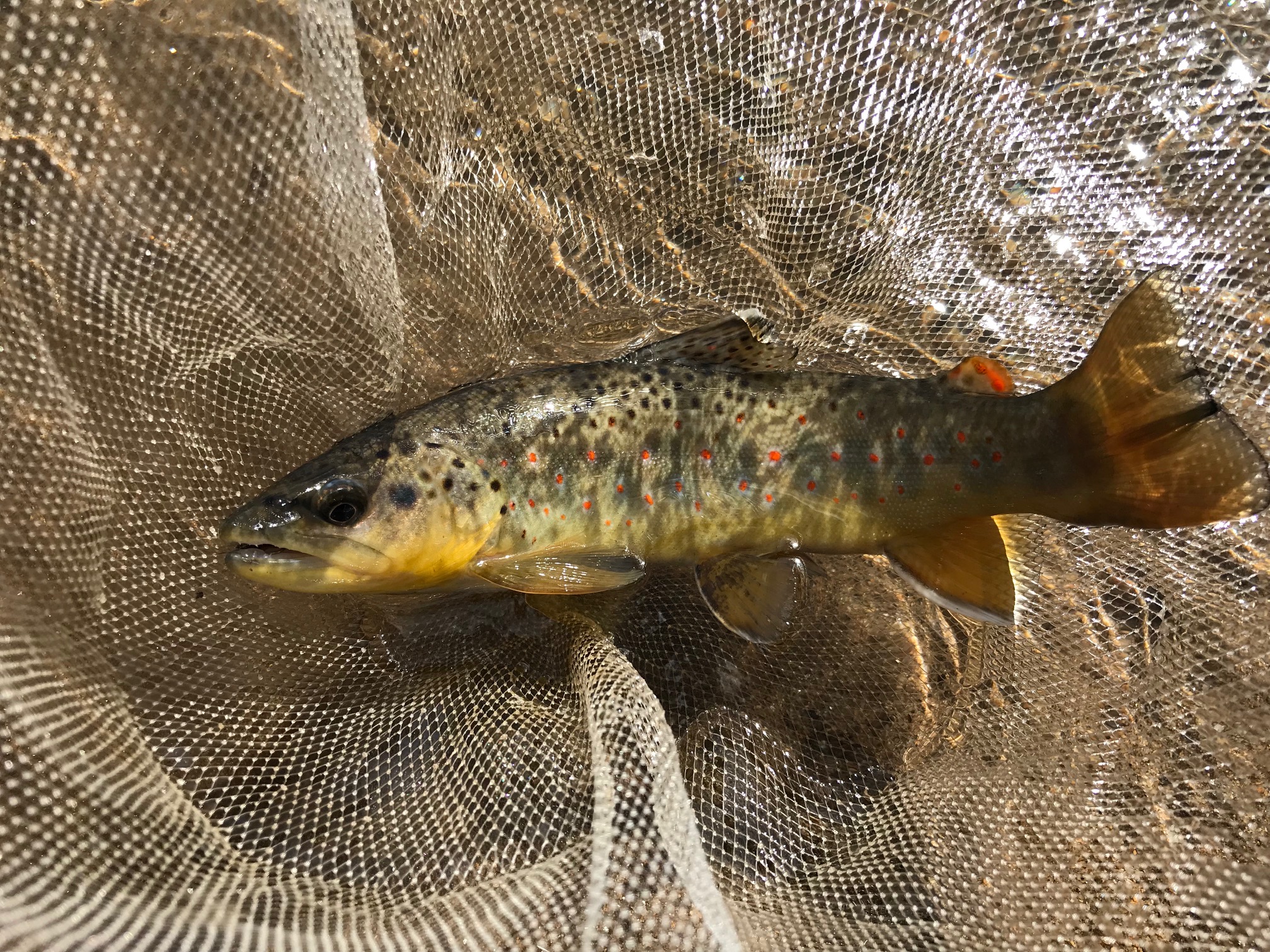 Big Thompson Brown Trout