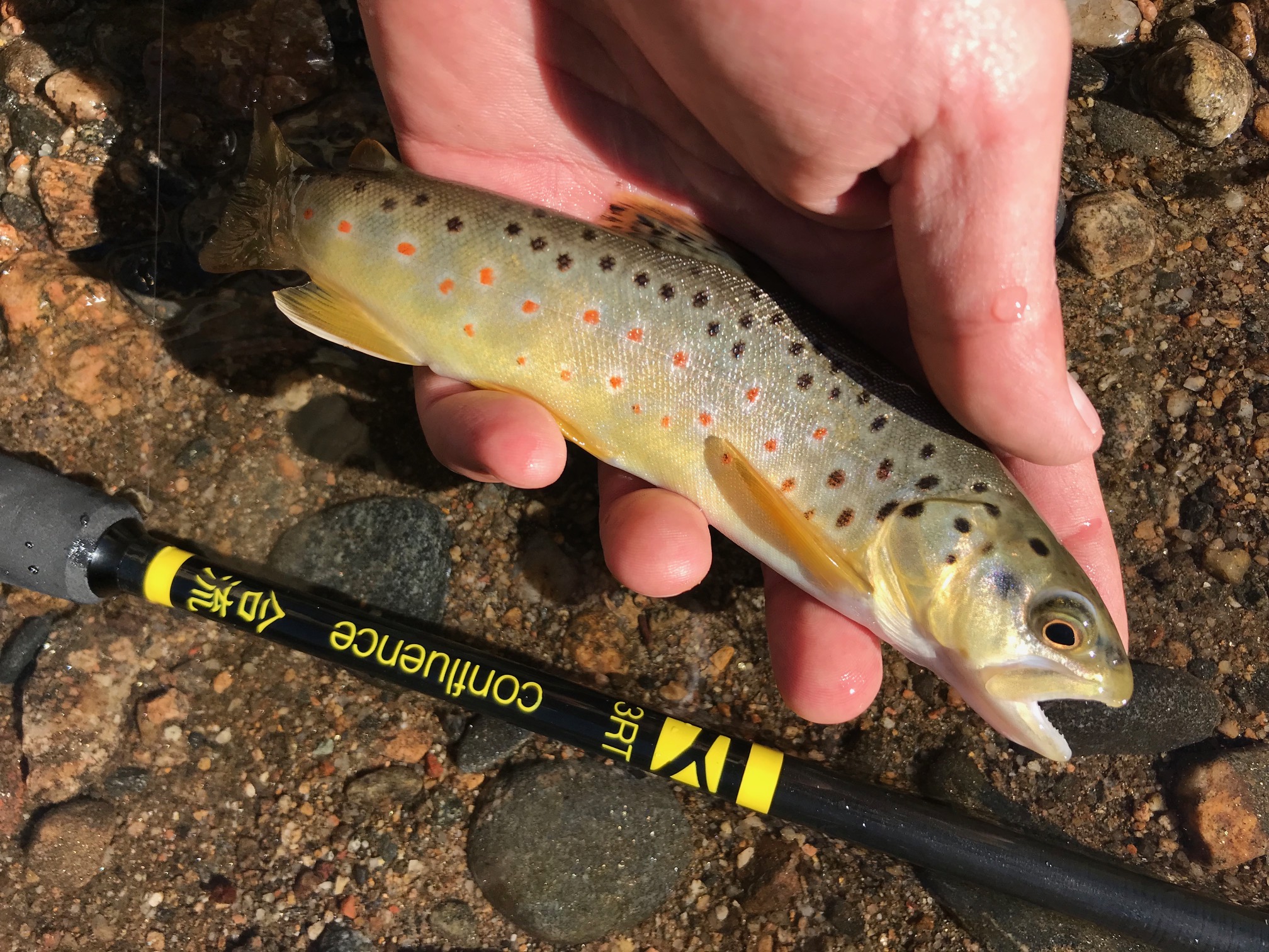 Three Rivers Confluence Tenkara Rod