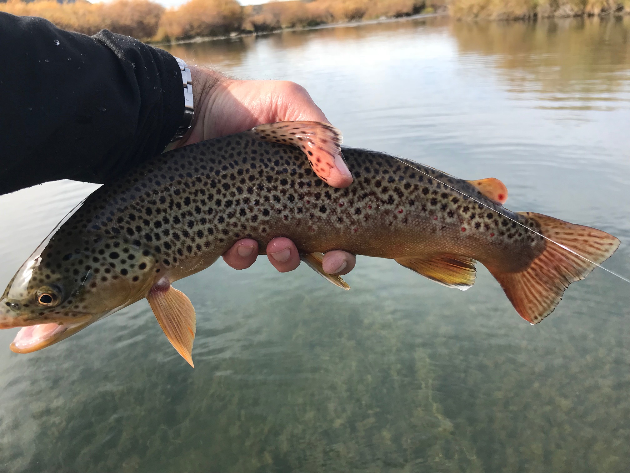 San Juan BrownTrout