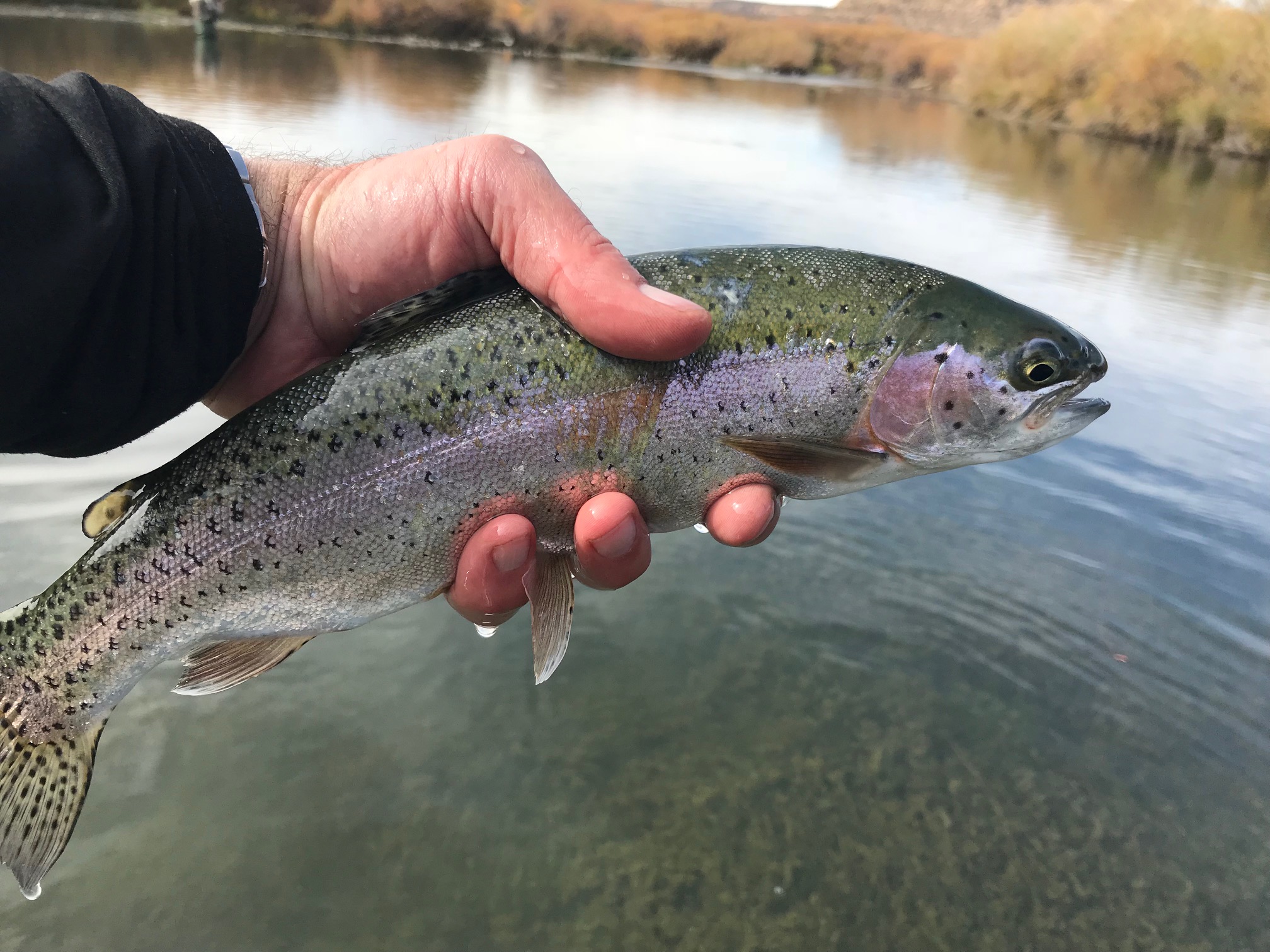 San Juan Rainbow Trout