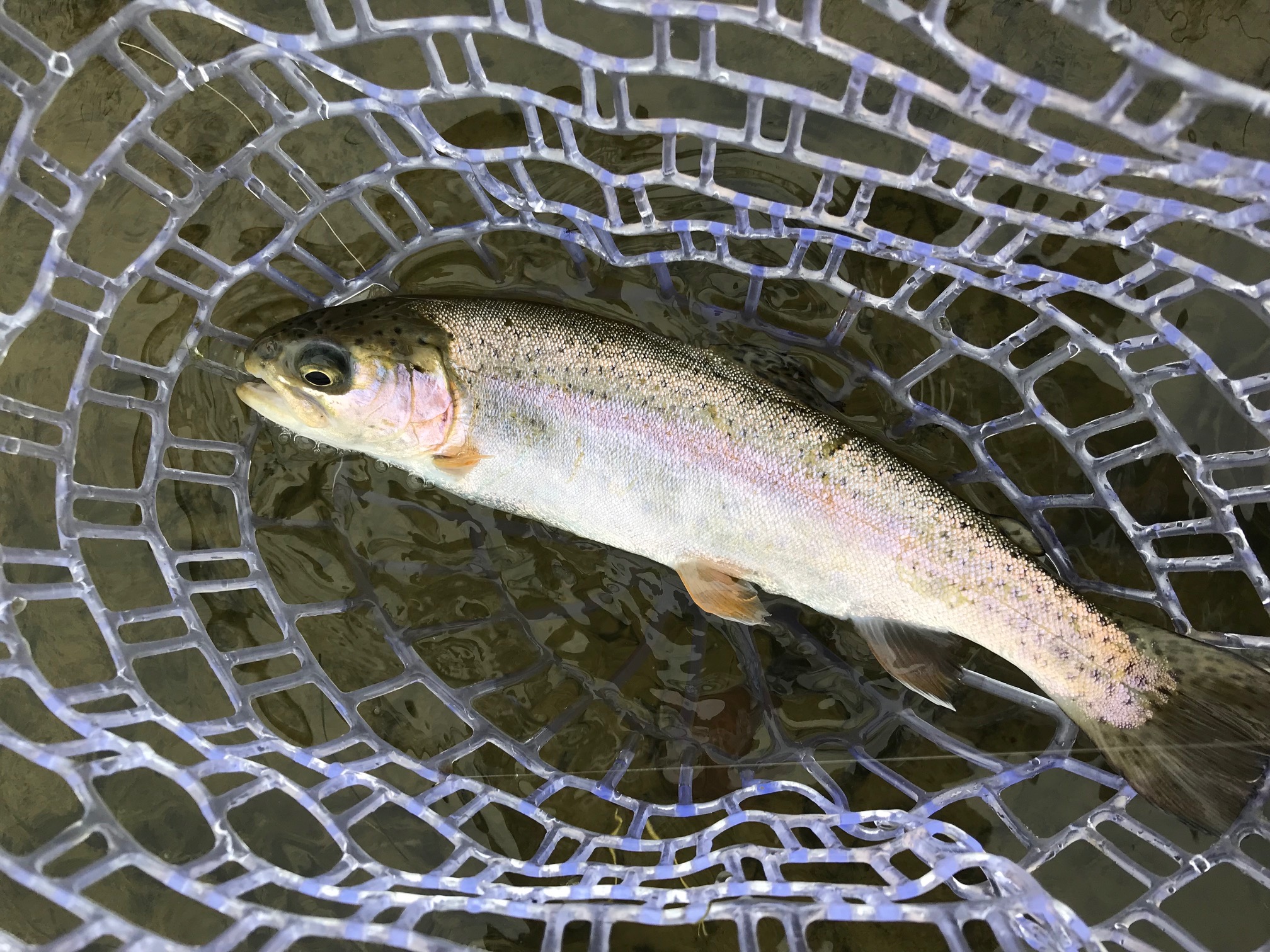 San Juan River Rainbow Trout