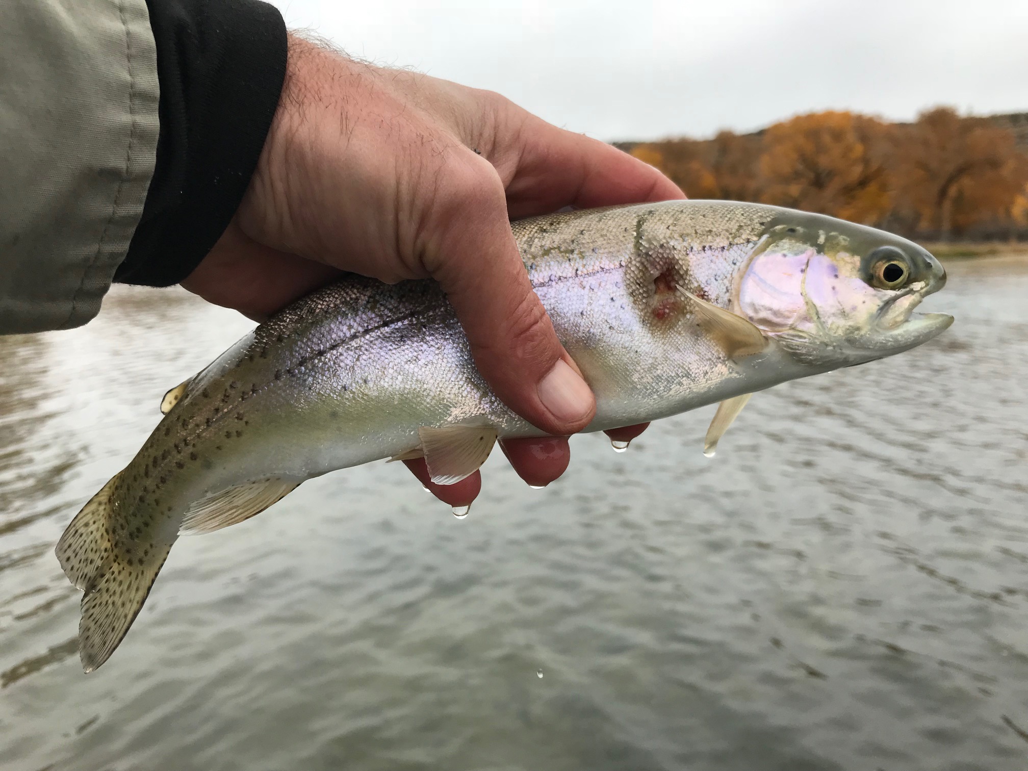 San Juan River Rainbow Trout