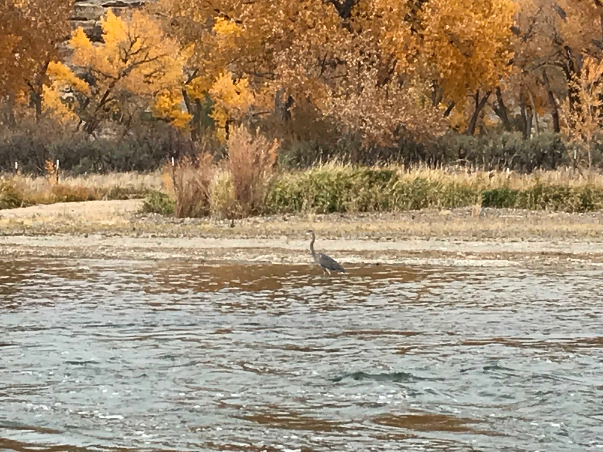 Heron on the San Juan River