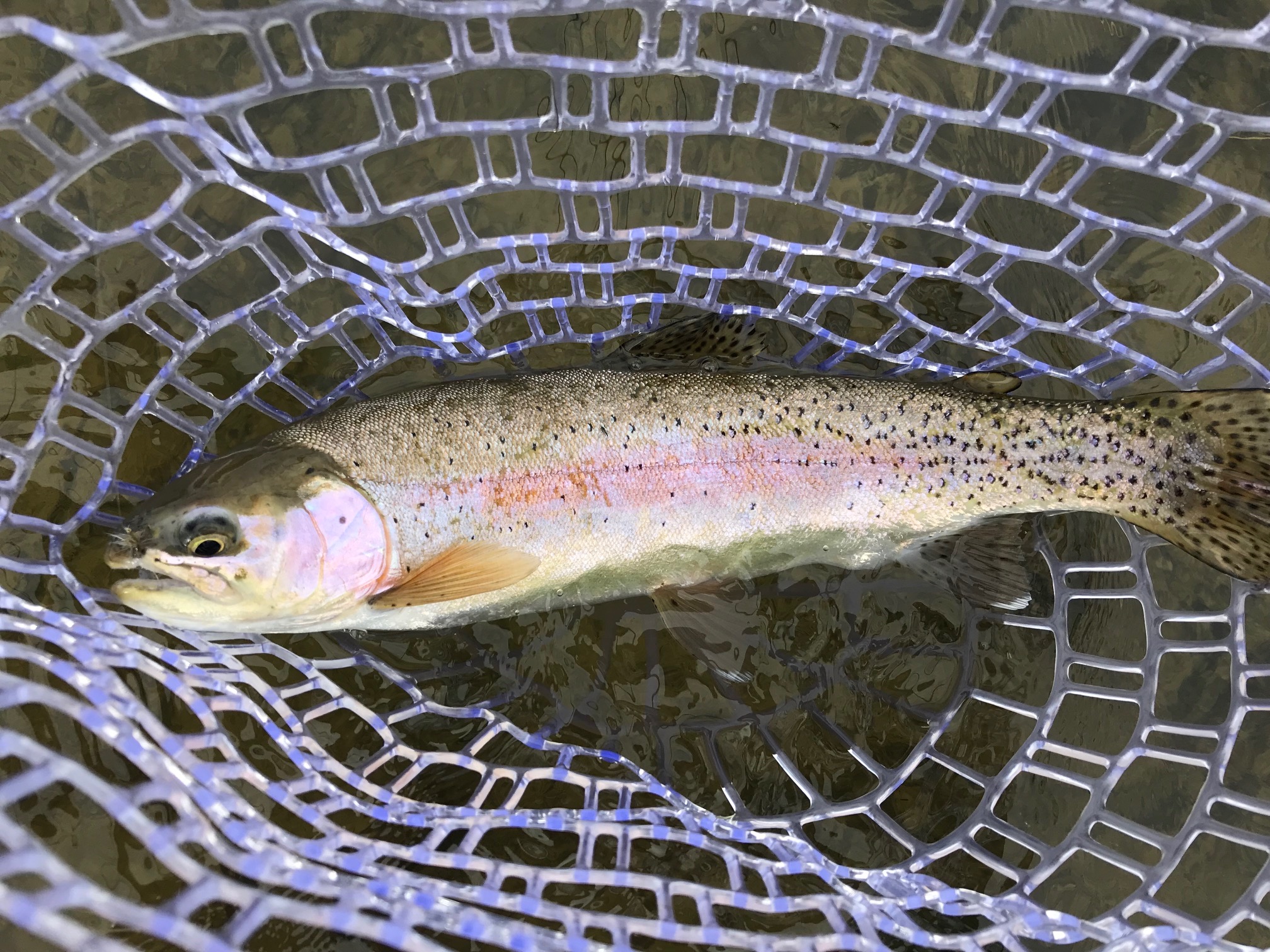 San Juan River Rainbow Trout